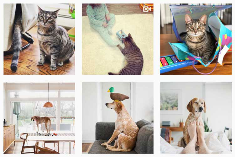 Instagram Pets Worth a Second Glance